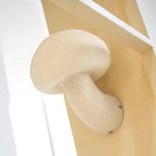 Peil Mushroom Resin Wall Lamp — product view 18